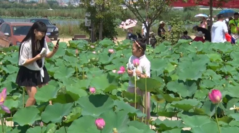 大美淮阳荷花初绽游人如织