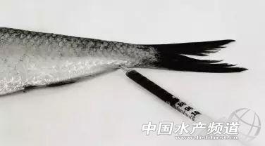 鱼病知识——鱼类的采血技术