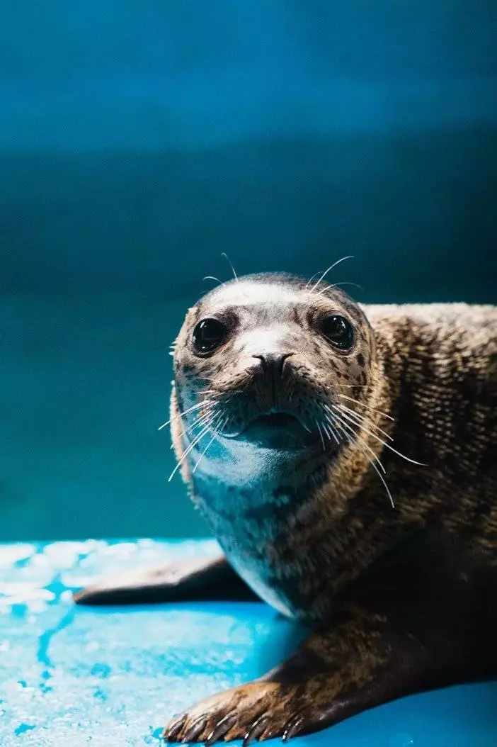 海底动物怎么折 25a2acf74c2440daa25a02c550a6bbfc.jpeg