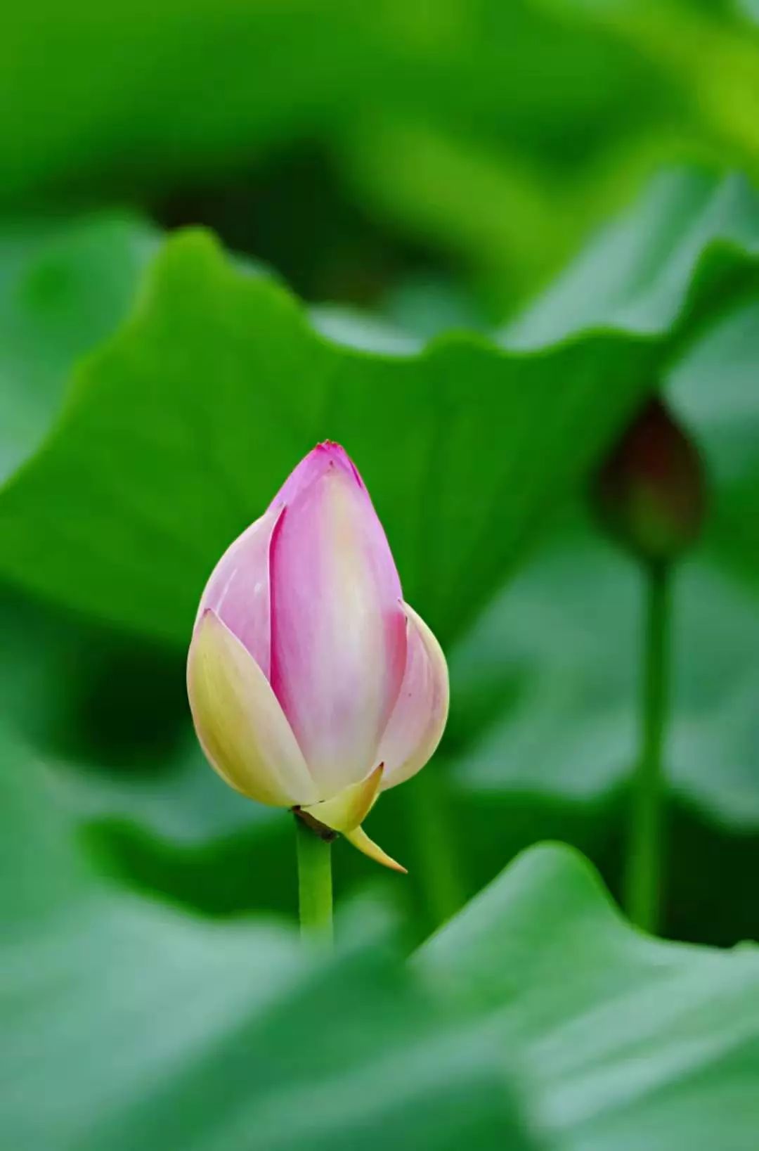 这份大连"荷花宝典"送给你!