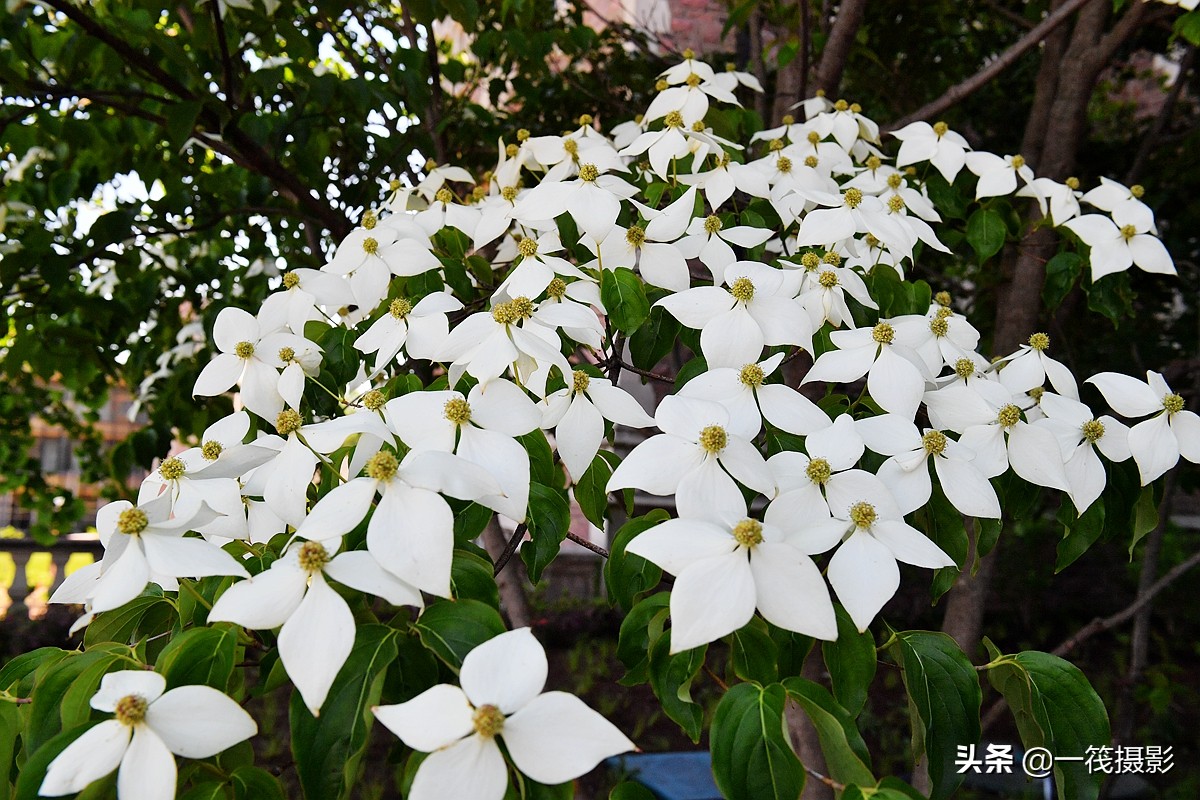 北美寻花之(五)——四照花