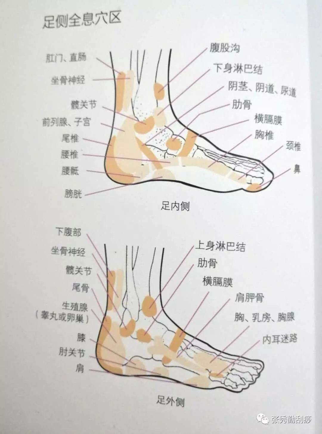 足背是人体上半身主要器官组织的投影,通过刮拭足部各部位,可以诊测
