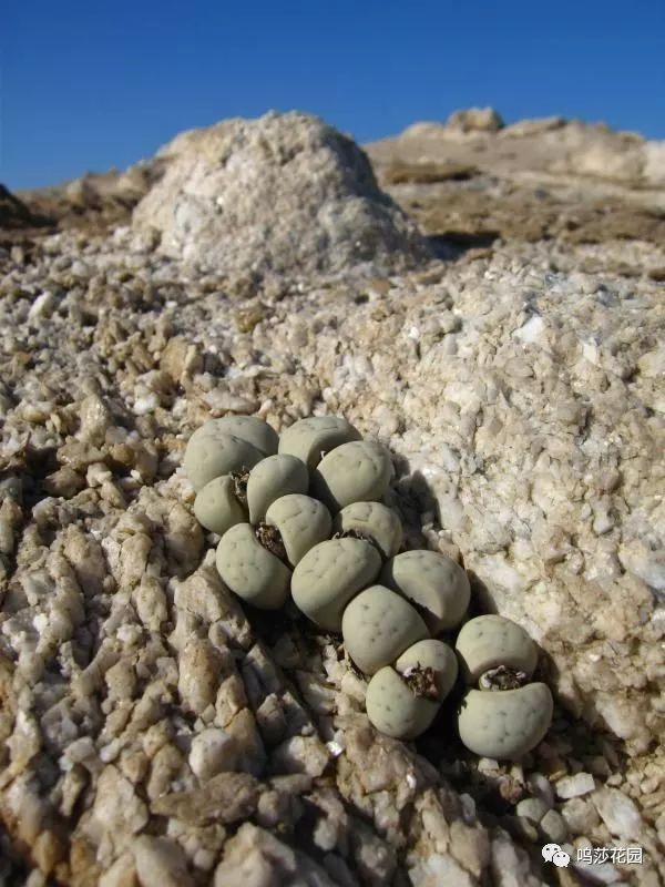 生石花是怎么生长的 48bf5be0b31d4e4fb422c0d033914d95.jpeg