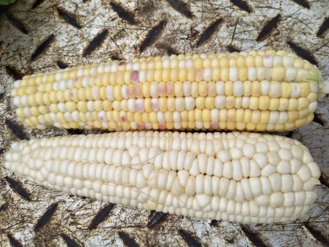 【农场7月11日(周四)菜单】