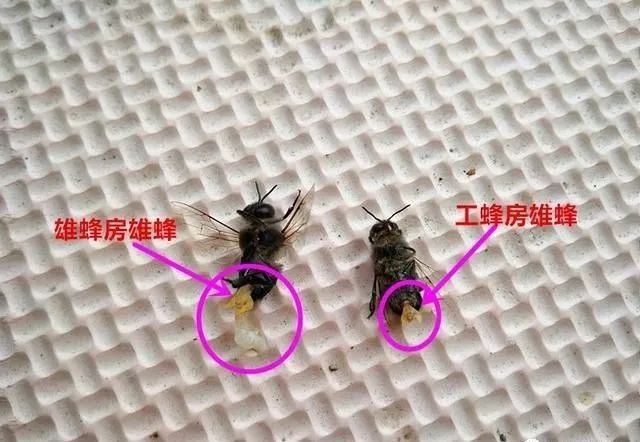 左边是雄蜂房培育的雄蜂,体格健壮精液多;右边是工蜂房培育的雄蜂,体