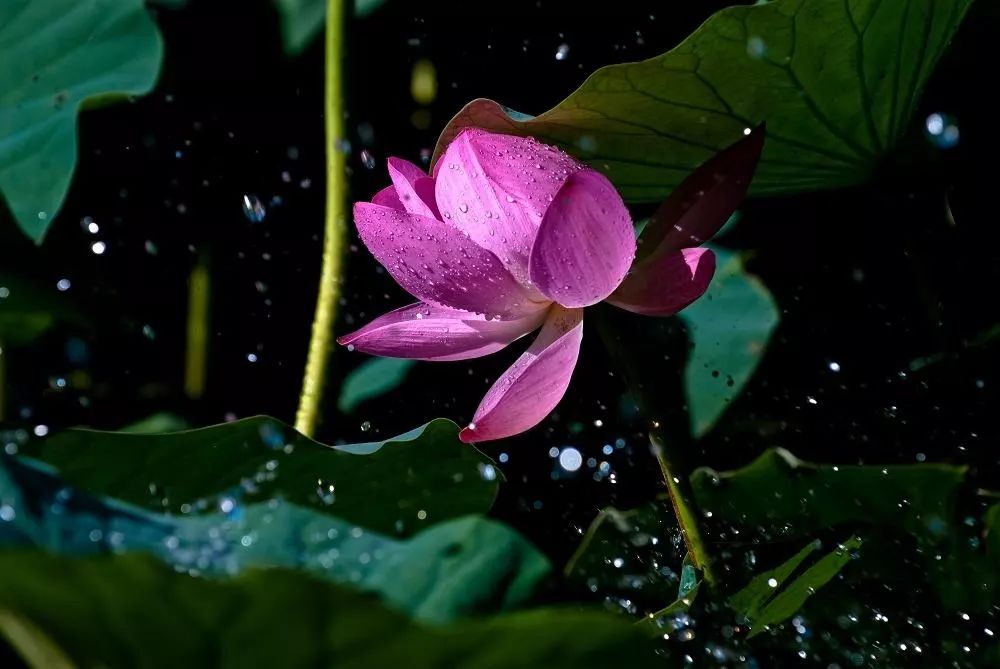 每日背诗 | 雨后池上