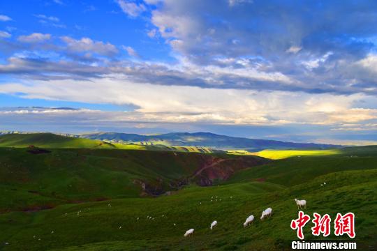 摄 七月上旬,受连续性降水天气影响,甘肃张掖市肃南裕固族自治县草原