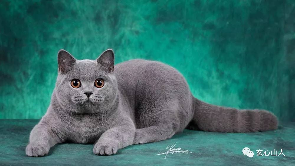 玄心山人:占猫跳楼了是生是死,能否找到?