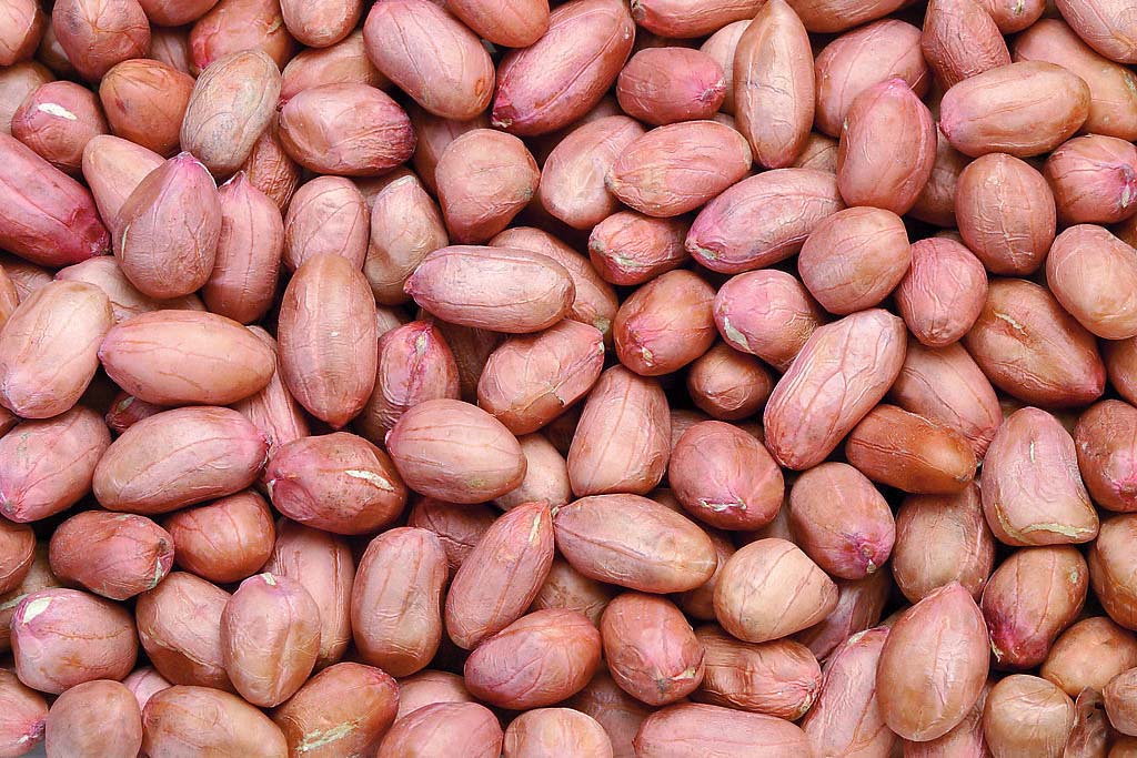 花生和番茄猜成语_番茄炒蛋图片