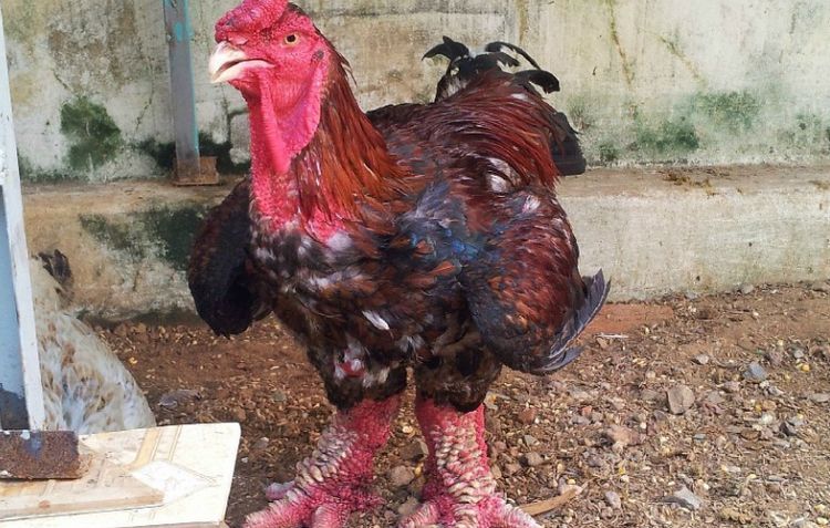 什么鸡最大只有两斤左右 76526ad173a941d19a3f7f087009533d.jpeg