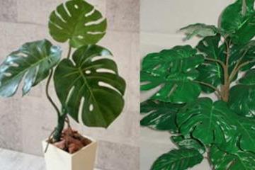 龟背竹怎么长得迅速 7c52e5c756b14f5cb0a7be4ab6c2aa58.jpeg