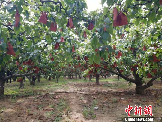 梨树人口_梨树简笔画(2)