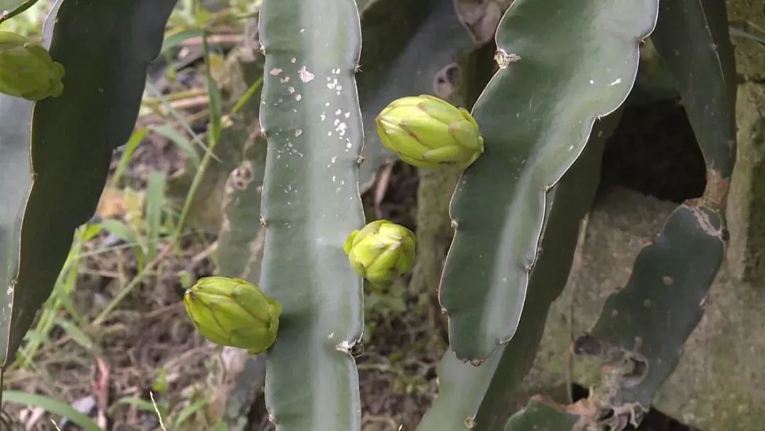 石花总人口_海石花图片(3)