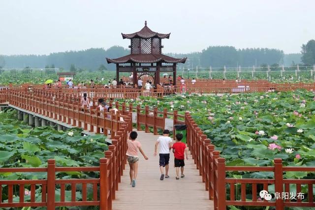 阜南地城第二届荷花文化艺术节将于7月13日在这里开幕本届主题为"品