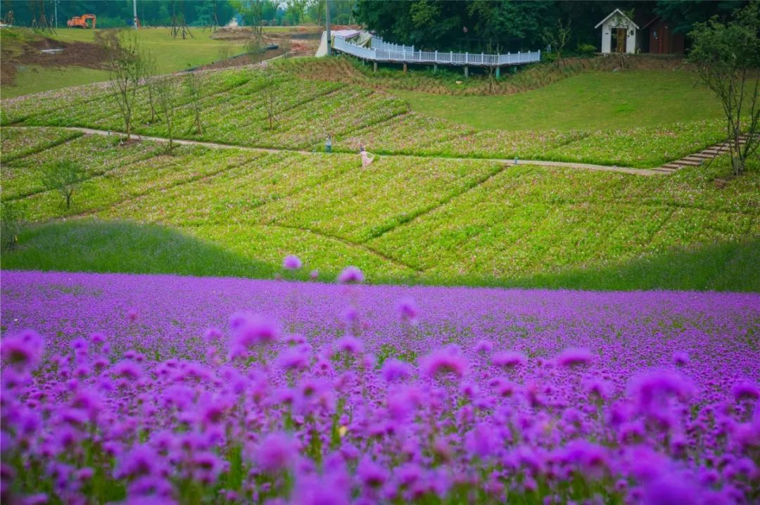 就在明天横山花仙谷盛大开园2019年綦江夏季旅游养生季正式拉开帷幕