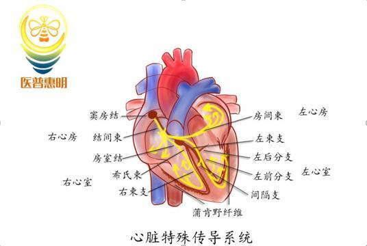 功能和工作原理,并将这些原理移植于工程技术之中,发明性能优越的仪器