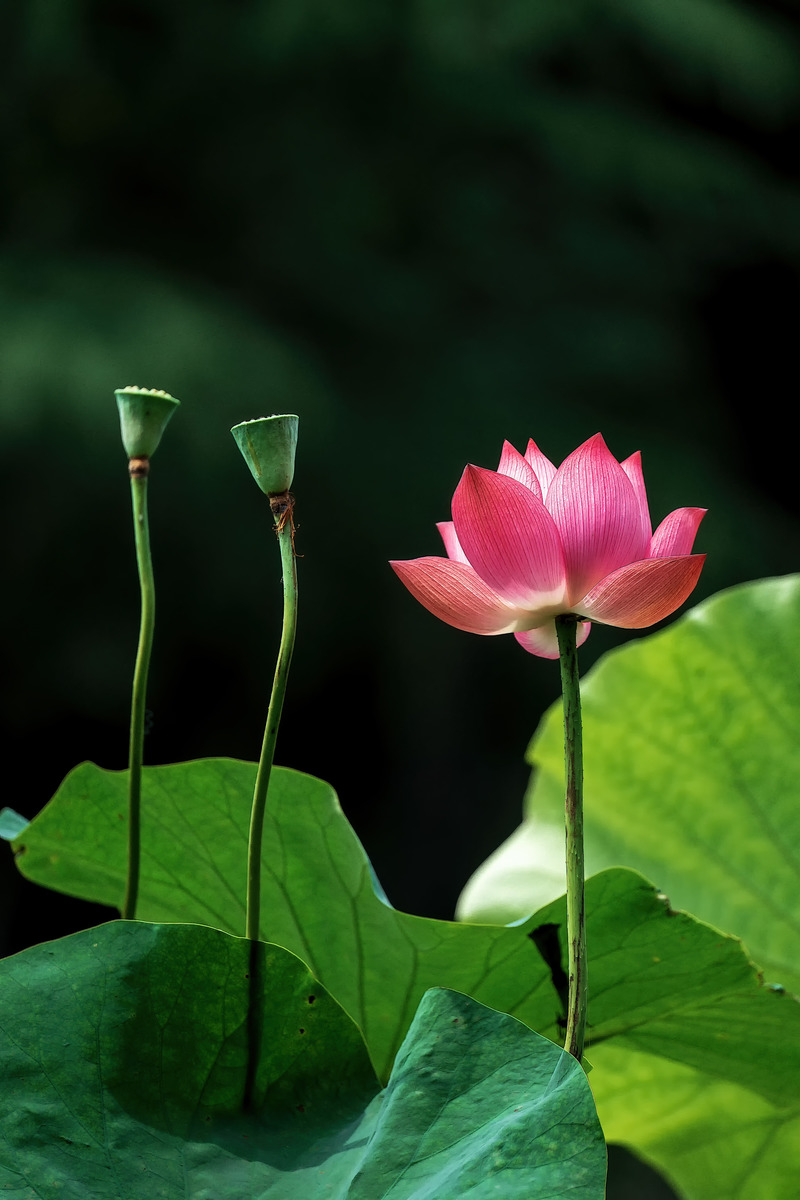 图虫静物摄影:七月荷花八月莲
