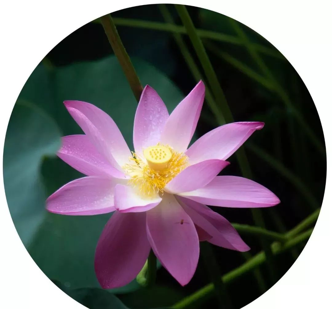 你还记得大明湖畔的夏雨荷吗?这个美到冒仙气