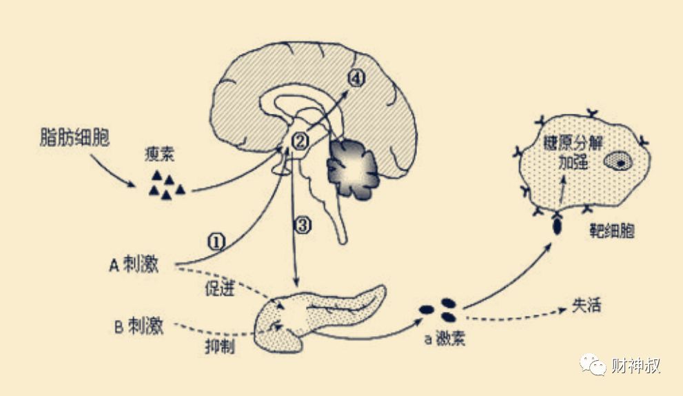 其中较重要的功能,是作用于下丘脑的代谢调节中枢,发挥抑制食欲,减少