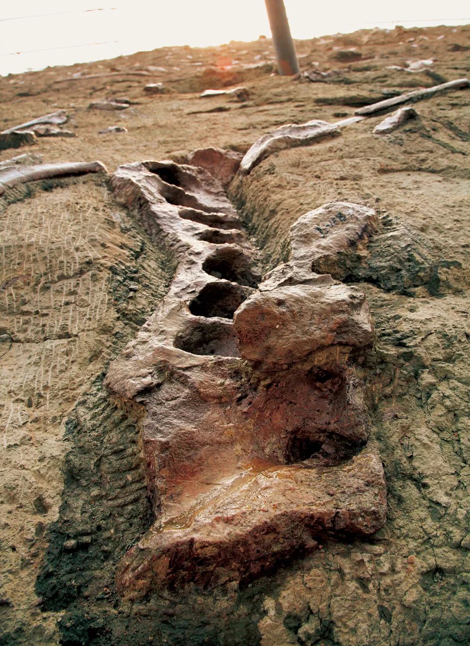 龙骨涧:解读世界最大的恐龙化石点_诸城