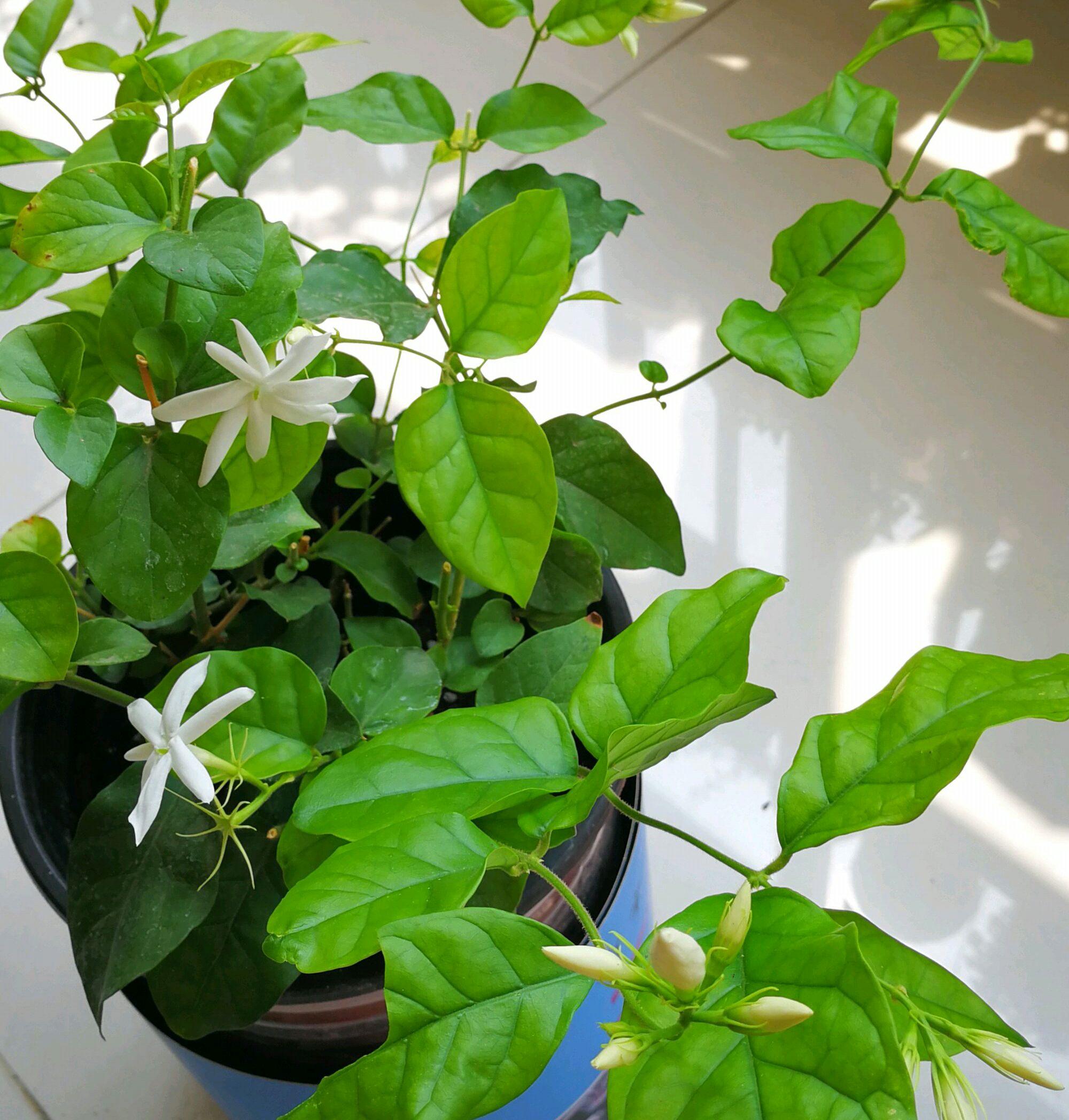 怎么养花枝 c0f91cea964c43e1a7a57186f2fb3bec.jpeg