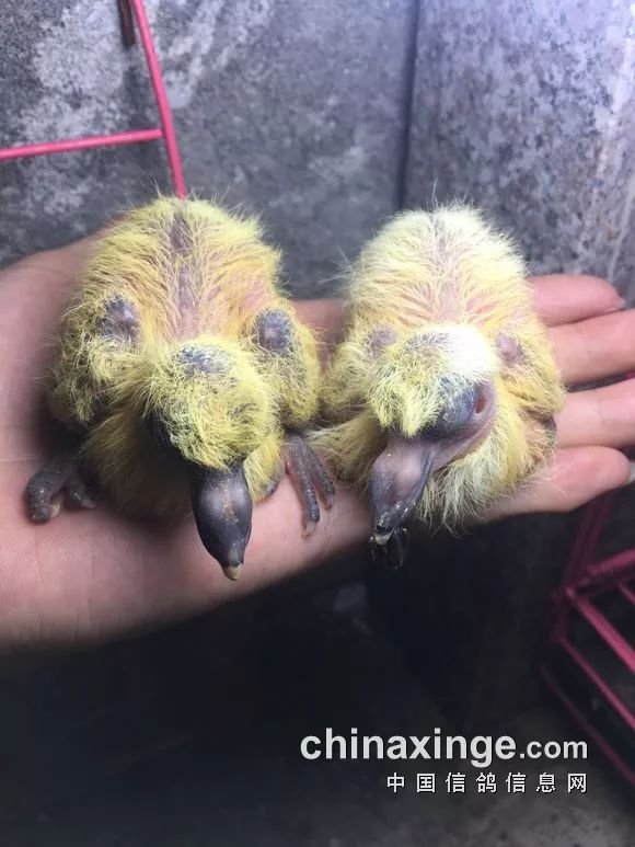 图文:幼鸽30天成长全记录_鸽子
