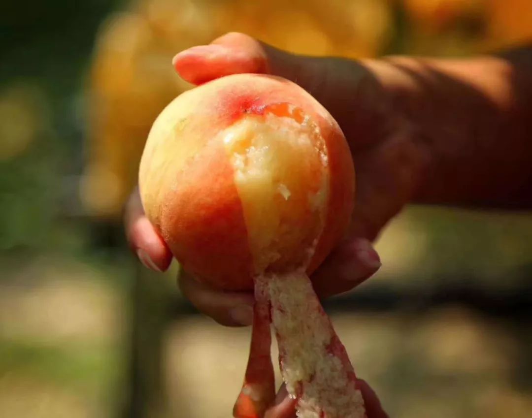 【限量特惠】正宗无锡阳山水蜜桃 甜软多汁 桃中“爱马仕” 央视推荐品牌