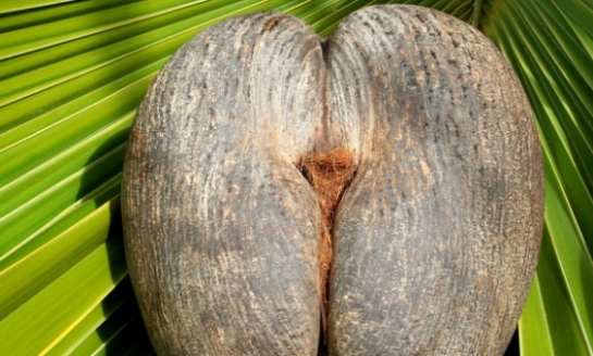海椰子也叫做复椰子,作为还没有发育的种子,它的块头比一般的植物还要