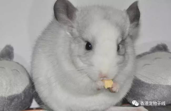 常见的龙猫颜色有哪些?