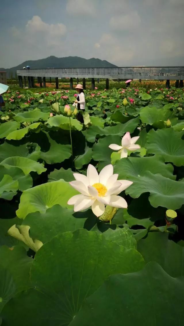 5【唐】温庭筠 莲花