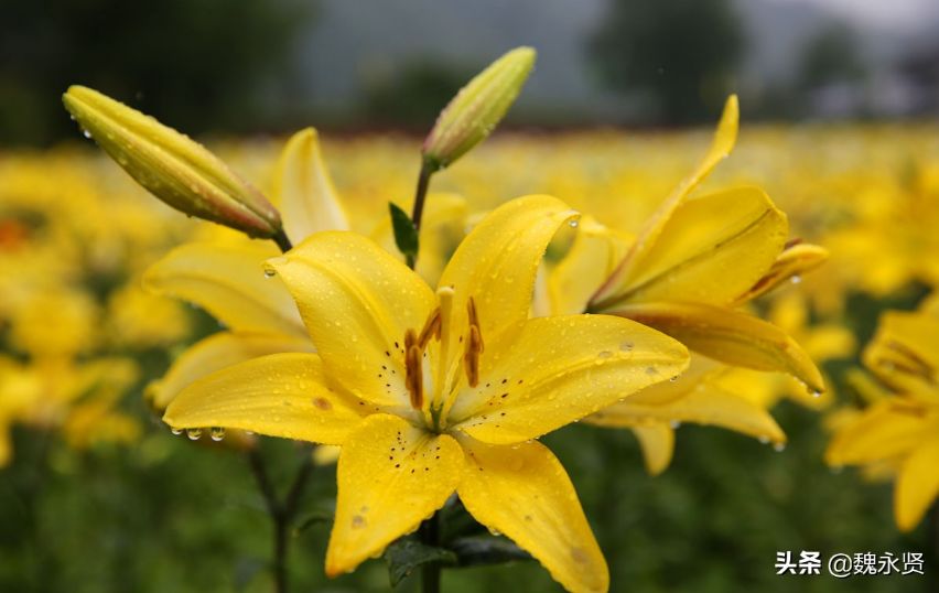 镇坪网红打卡地雨中百合花美如天使,美爆山村
