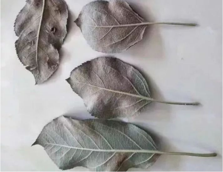 什么是苹果疫腐病?莫把疫腐病当做早期落叶病