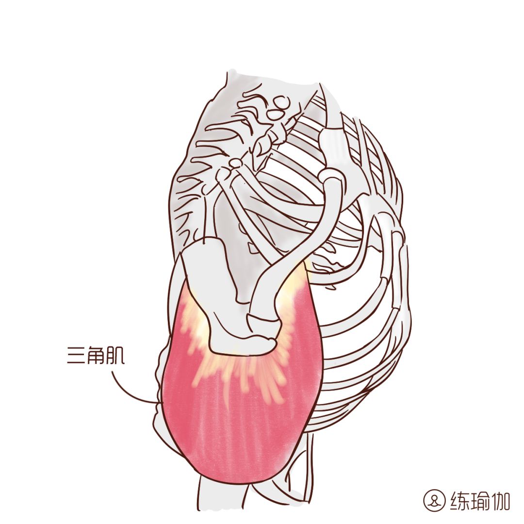 趴在地上开肩, 15天后,身体发生了如此神奇的变