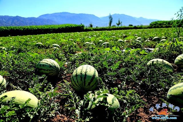 西瓜是什么季节长出来的 e8e53fabf0484b5990c61d6e326d30d6.jpeg