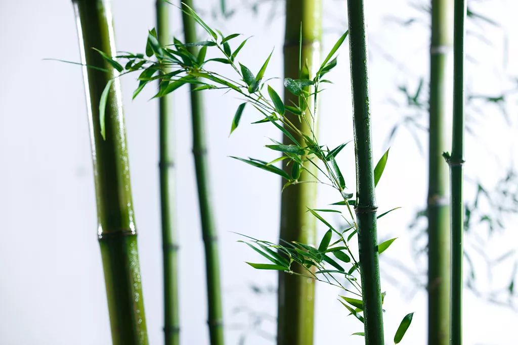 用什么方法可以不让竹子发芽 f3963dbbe8a84001ab856f03fa054a19.jpeg