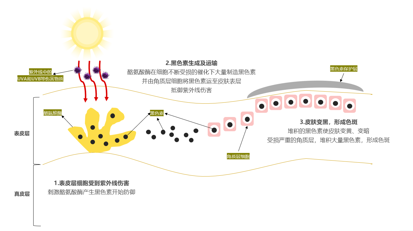 很多人努力美白却白不了,其实是没注意这几点!_黑色素