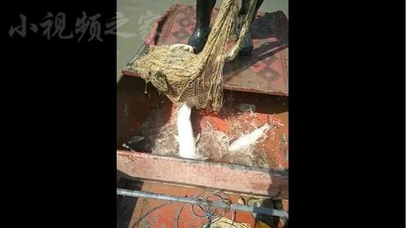 撒网捕鱼,大草鱼,吓我一跳