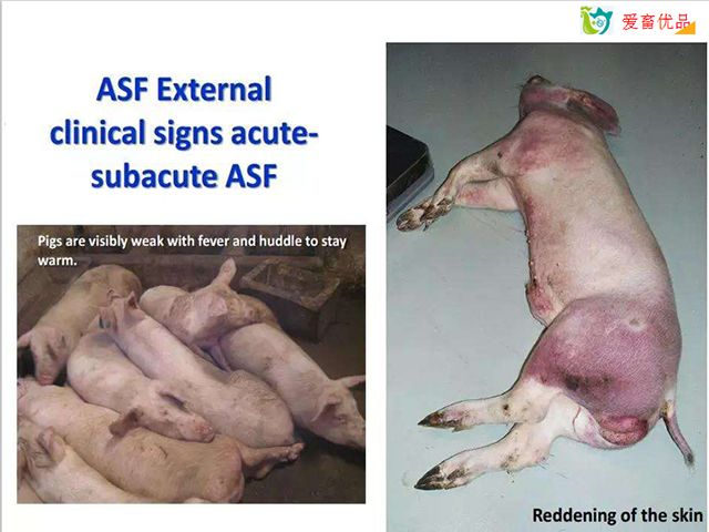 身上热头不热是发烧了吗 0212bdb6733140de97fda2df3cd20dc9.jpeg
