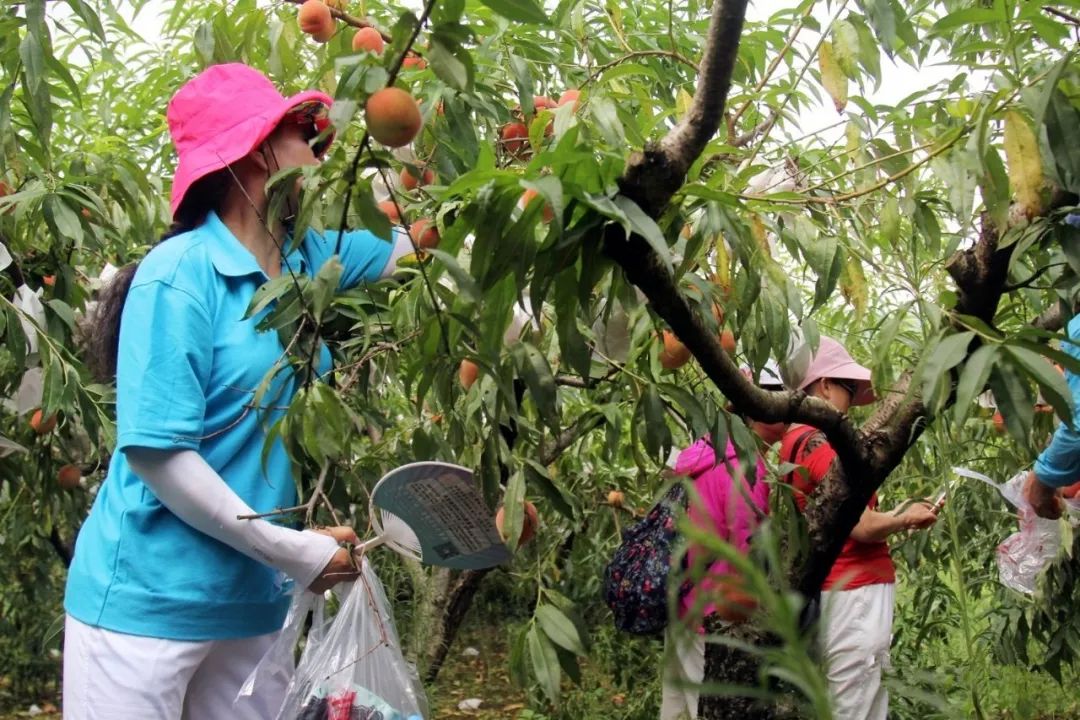 为果农直接销售水蜜桃4000多斤爱心市民在两天的采摘活动中前往基地