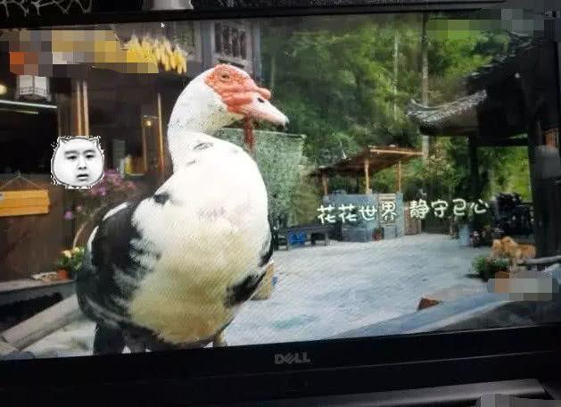 《向往的生活》蔡徐坤疑似来袭何炅多次夸赞,旁边黄磊表情亮了 bbin波音对接平台
