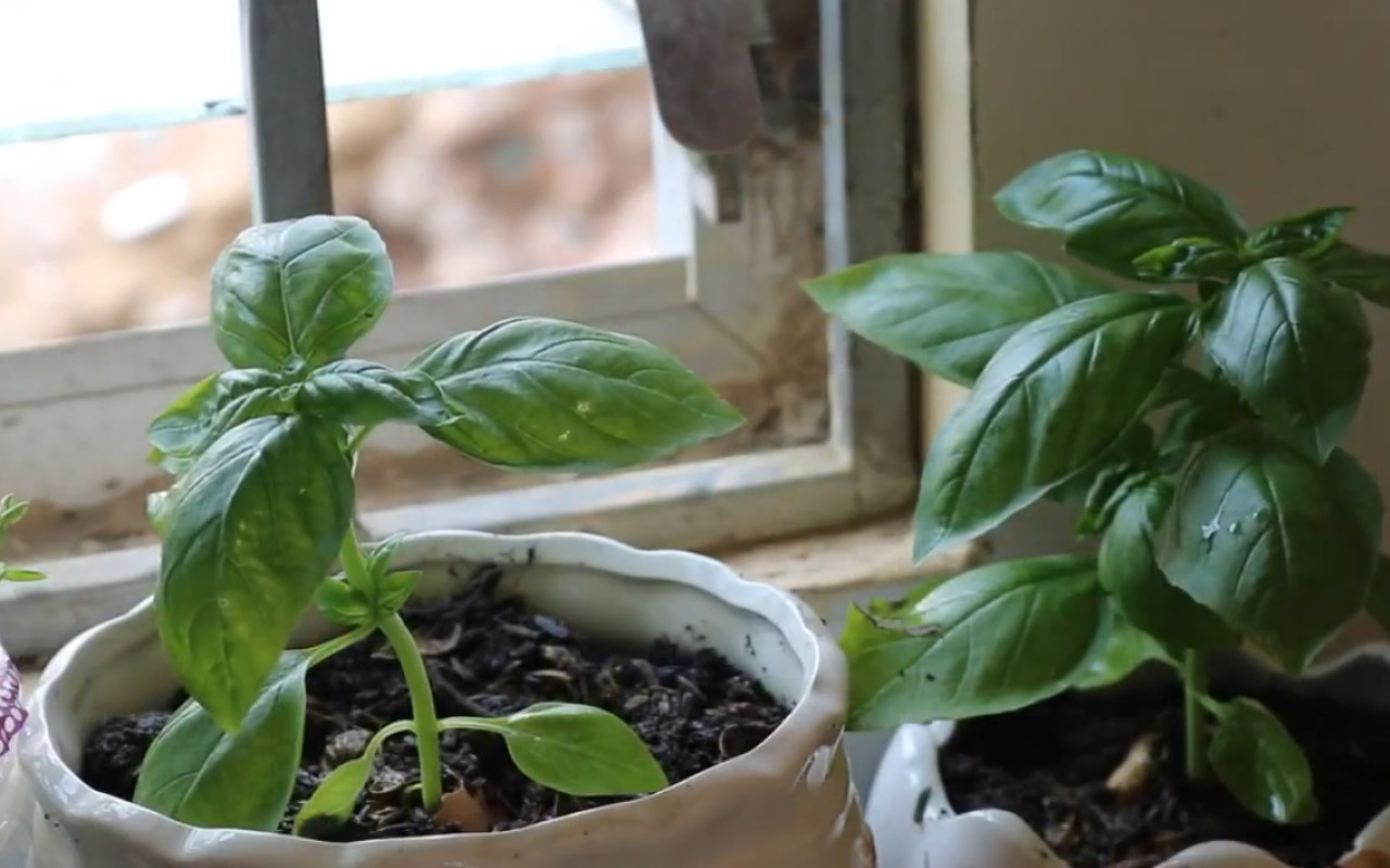 盆栽花卉怎么养才能更旺盛 0a97b93cb8604def81f7abdc068fee74.jpeg