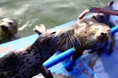 了解海洋动物的简单知识 0d2bf358557c4f7dabbe586b4360fc6d.jpeg