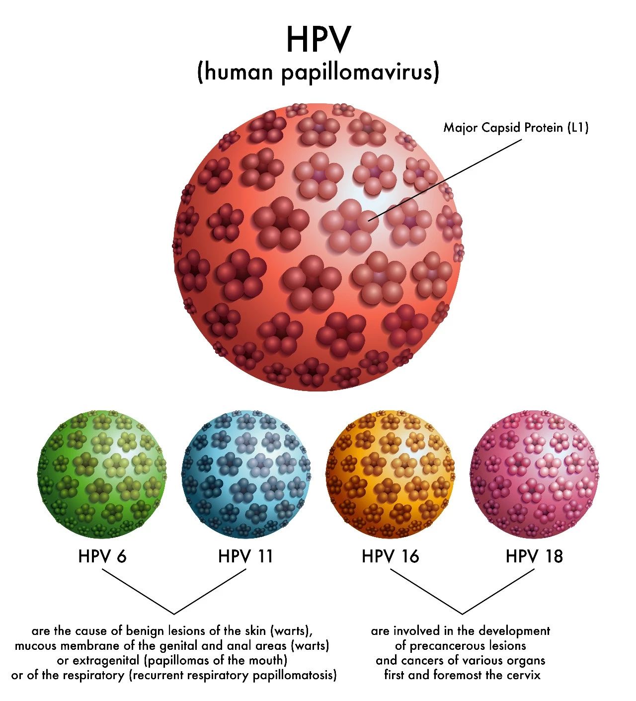 hpv人口_hpv症状图片