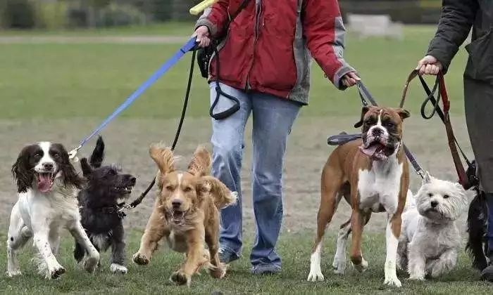 凤凰 集中开展犬只饲养专项整治 对未拴养或圈养的犬只 一律视同无主流浪犬予以处理 管理