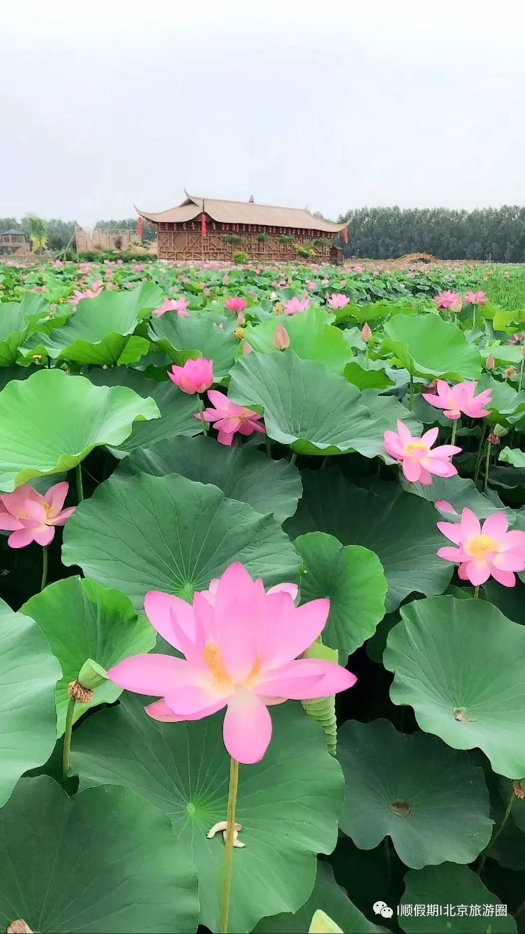 7月21日《顺假期》带您万亩荷花博览园 荷花宴纯玩休闲一日游138元!