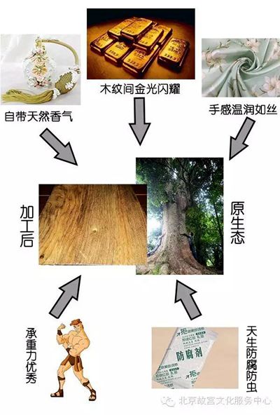 买不起金丝楠木？种一棵怎么样?