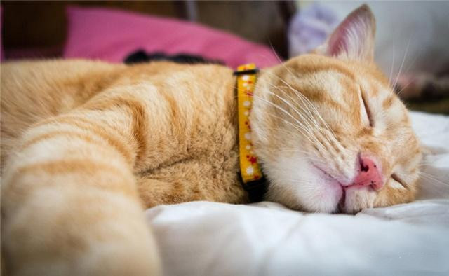 貓咪晚上不睡覺該咋辦？試試下面5個辦法，它就不會那麼「野」了 寵物 第2張