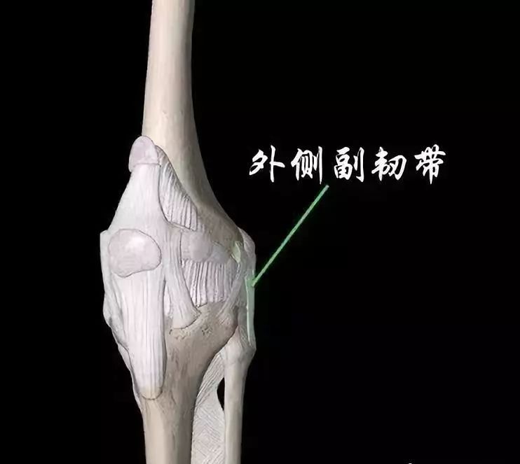 外侧副韧带 (图6)