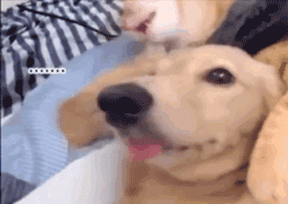 壁纸 动物 狗 狗狗 320_227 gif 动态图 动图