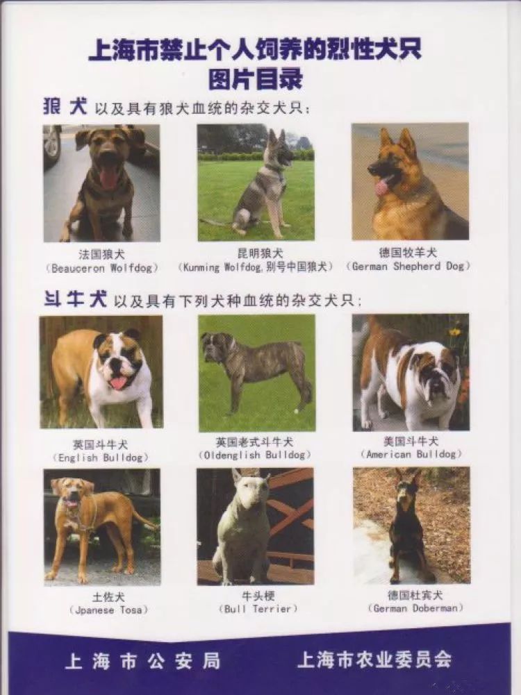 罗威纳犬是列入上海禁养犬名单里的其一所以狗主人的责任很明确了被遛